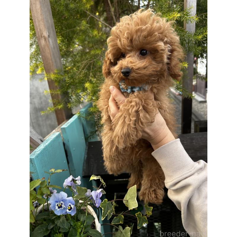 小沼絹代ブリーダーの詳細の1枚目