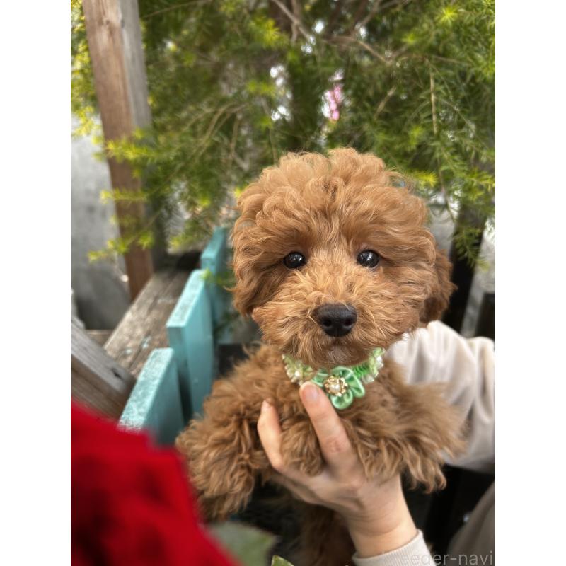 小沼絹代ブリーダーの詳細