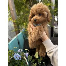 小沼絹代ブリーダー