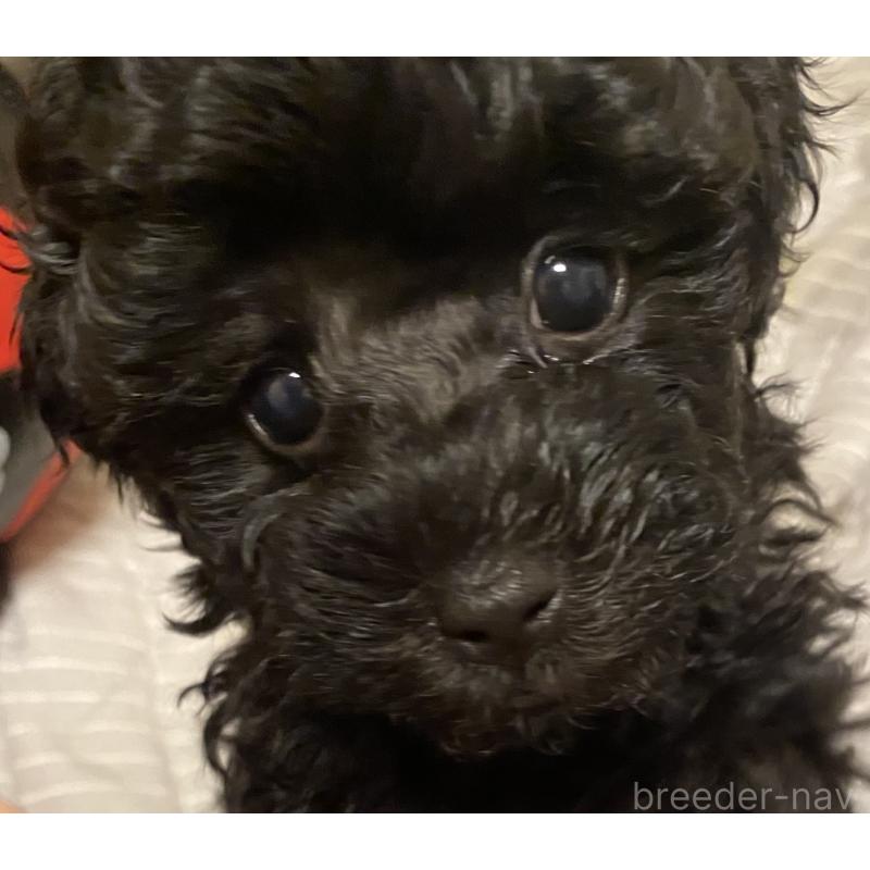 津村育世ブリーダーの詳細