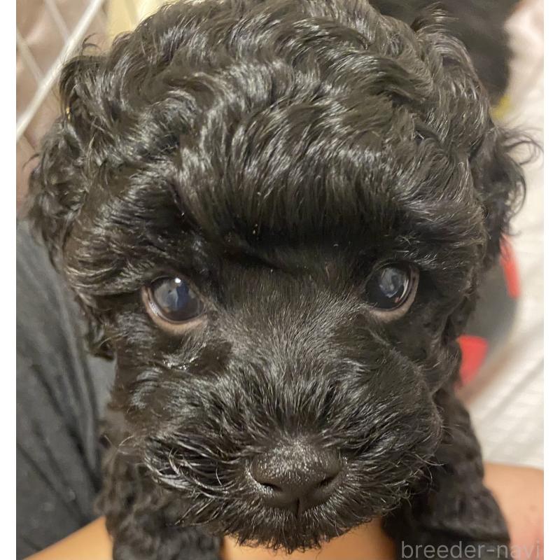 津村育世ブリーダーの詳細