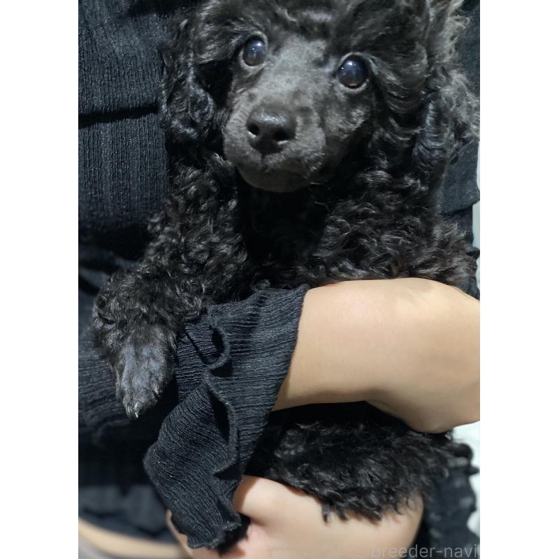 津村育世ブリーダーの詳細