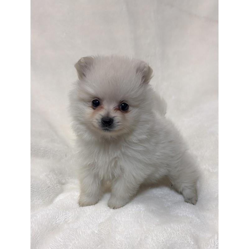 成約済の山口県のポメラニアン-434499の2枚目