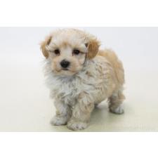 ♀︎マルプー:マルチーズ×トイプードル