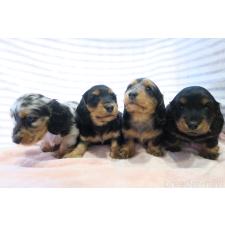 涌田沙甫ブリーダー