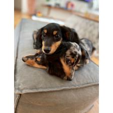 河野淳平ブリーダー