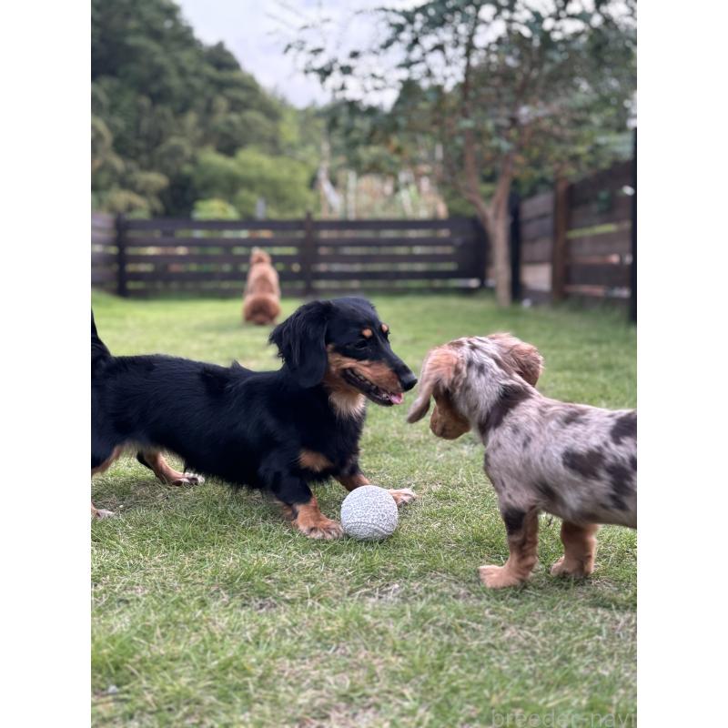 河野淳平ブリーダーの詳細