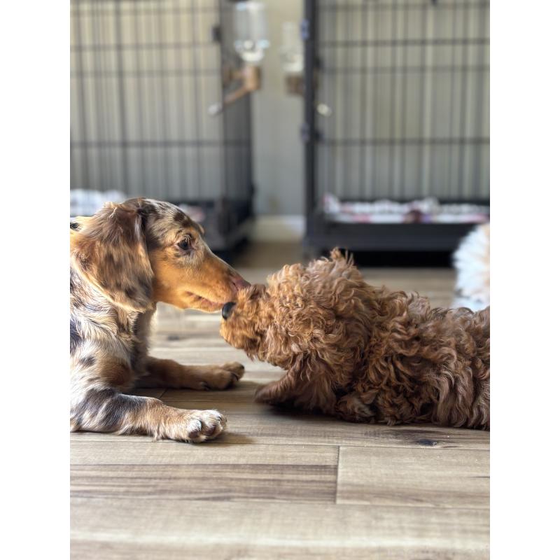 河野淳平ブリーダーの詳細