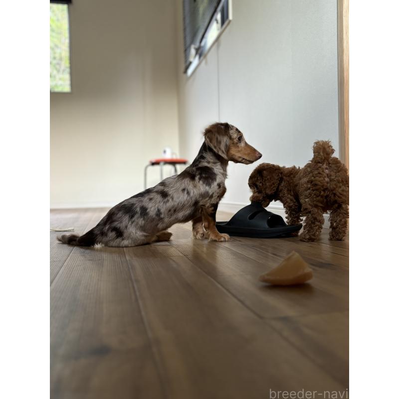 河野淳平ブリーダーの詳細