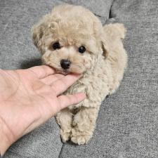 ♀︎タイニープードル