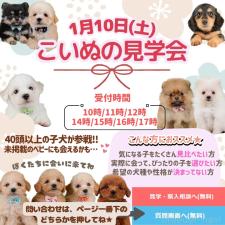 朝比奈杏奈ブリーダー