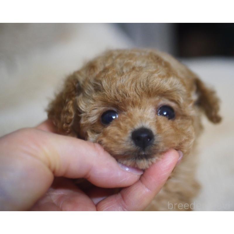 成約済の香川県のティーカッププードル-434535の3枚目