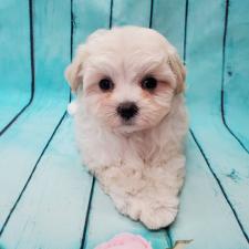 ♀︎マルプー:マルチーズ×トイプードル