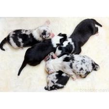 ♀︎オーストラリアンシェパード