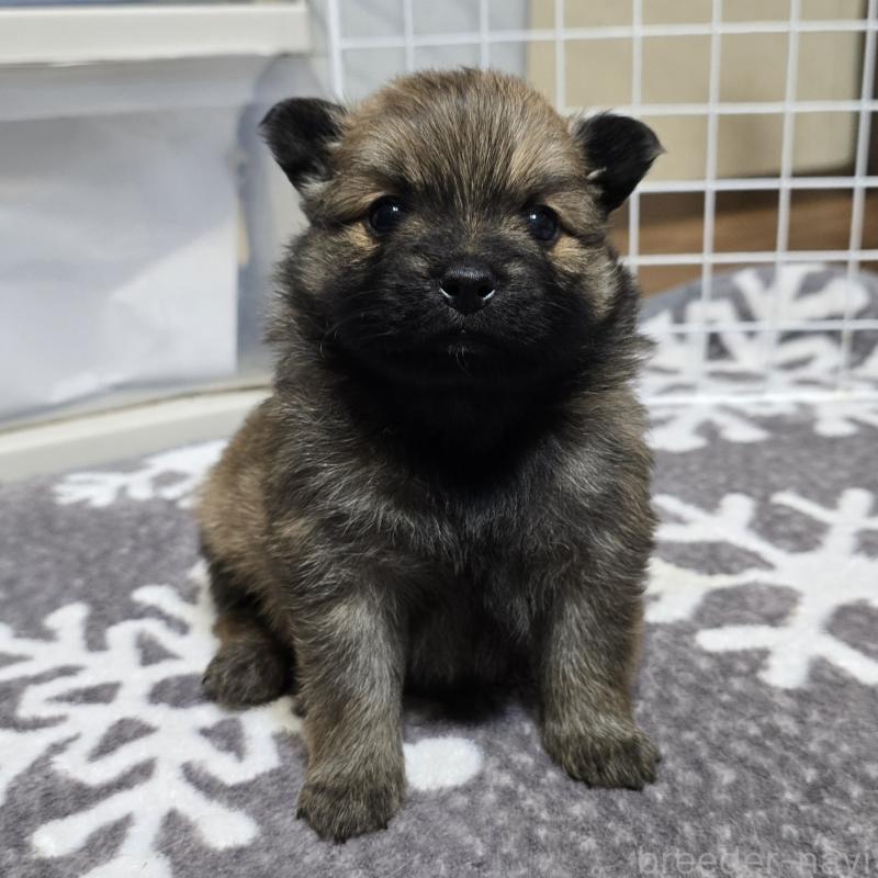 成約済の岡山県のポメラニアン-436035の14枚目