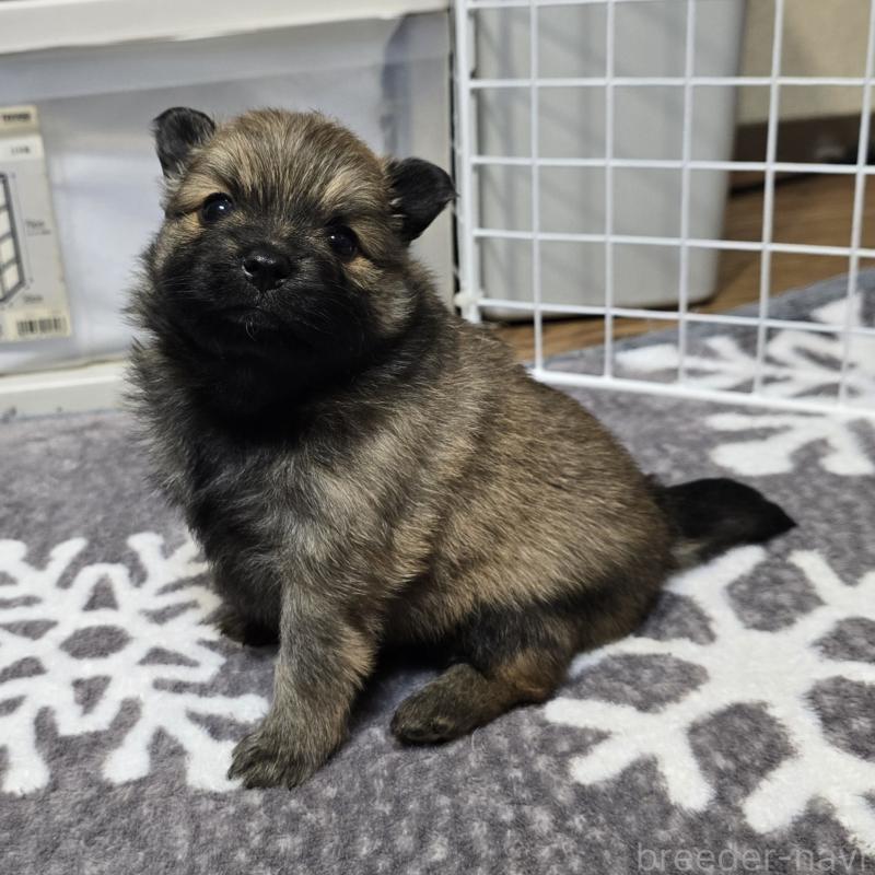 成約済の岡山県のポメラニアン-436035の13枚目