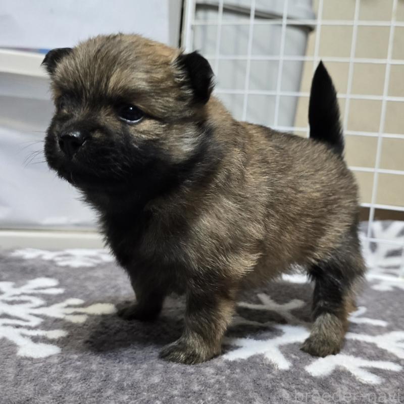 成約済の岡山県のポメラニアン-436035の12枚目