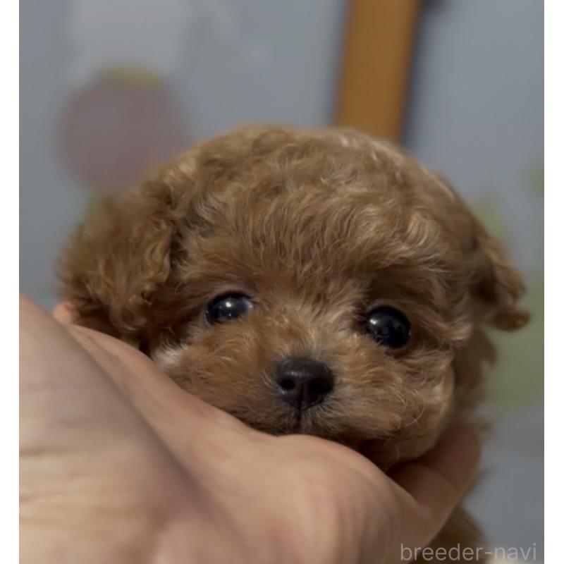 成約済の香川県のタイニープードル-434840の4枚目