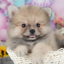 ♀︎ポメラニアン