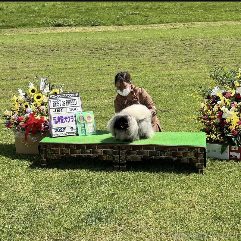 神谷由美子ブリーダーの詳細の1枚目