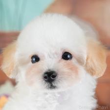 ♀︎タイニープードル