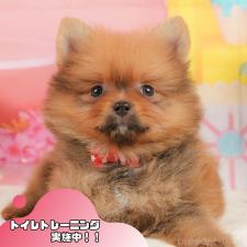 ♀︎ポメラニアン