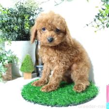 ♀︎ティーカッププードル