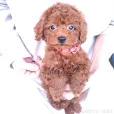 ♀︎タイニープードル