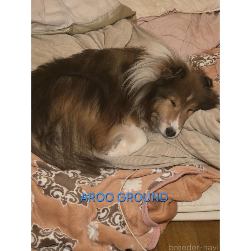 矢野文恵ブリーダーの詳細