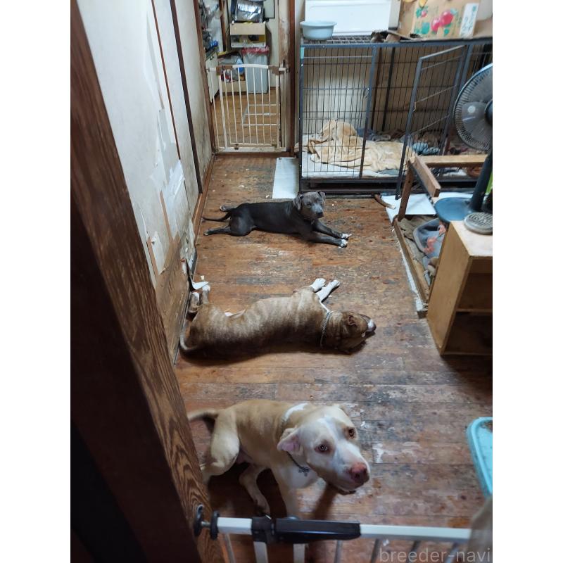 嶋添智範ブリーダーの詳細