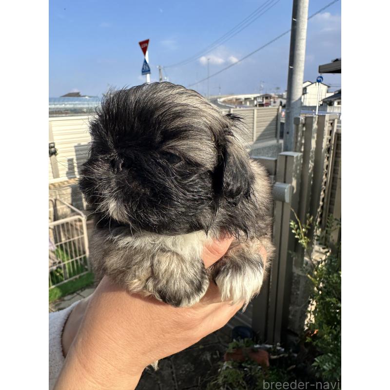 成約済の岡山県のペキニーズ-433334の22枚目