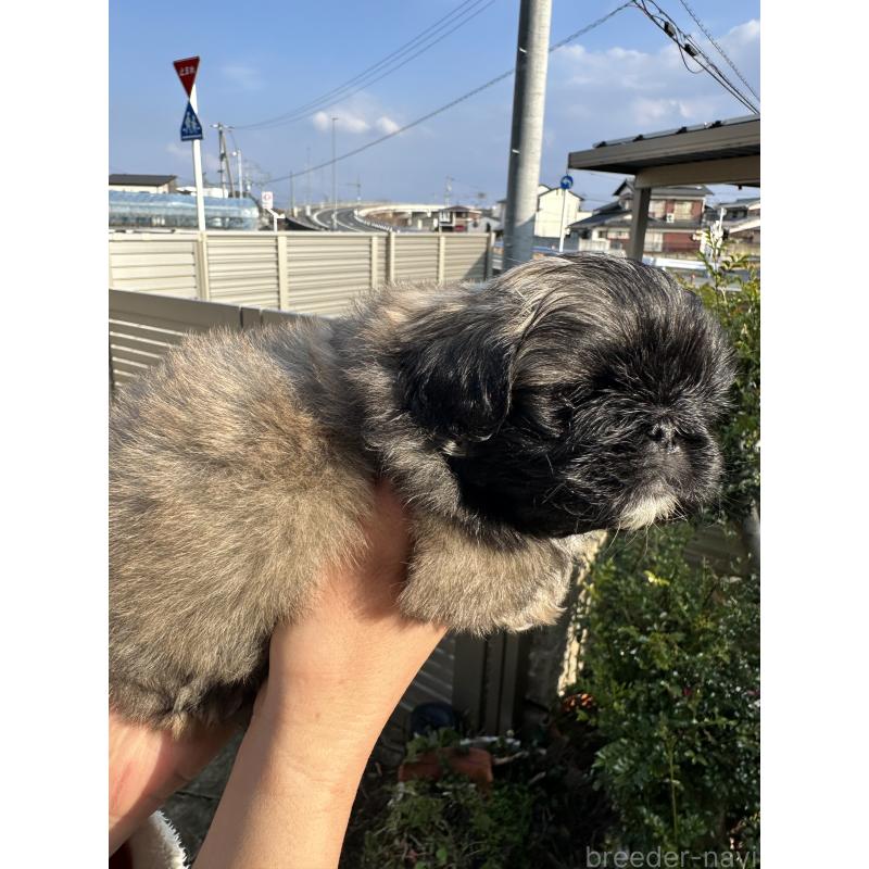 成約済の岡山県のペキニーズ-433334の21枚目