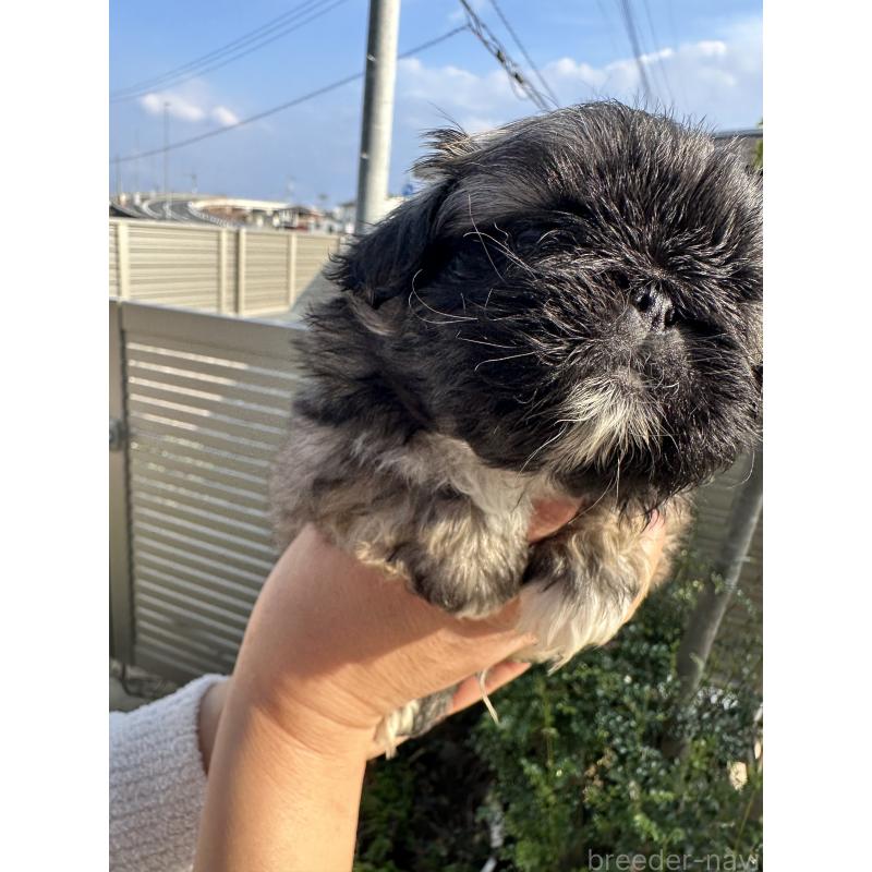 成約済の岡山県のペキニーズ-433334の20枚目