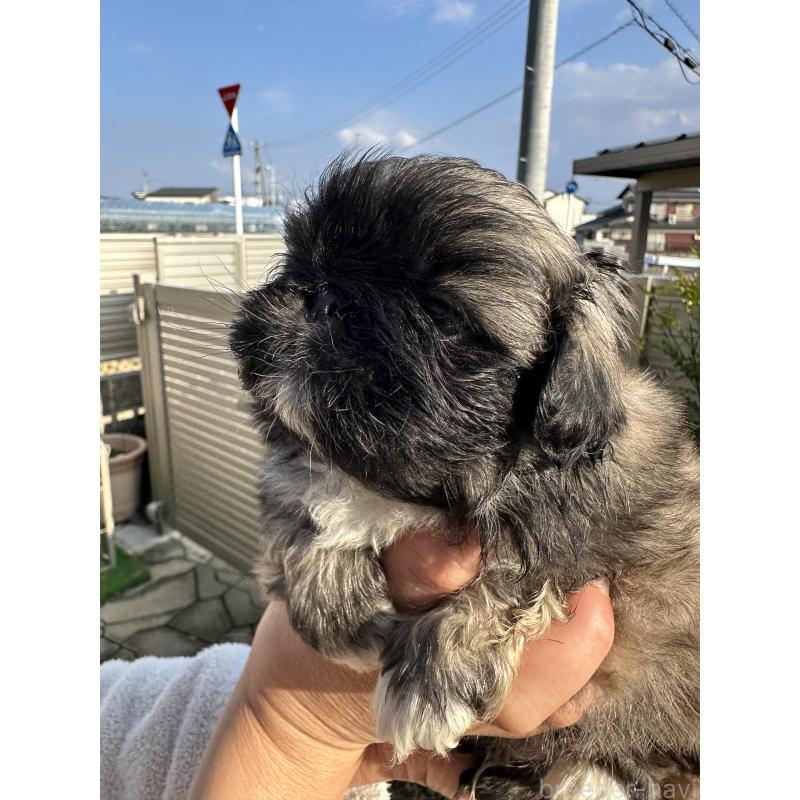 成約済の岡山県のペキニーズ-433334の19枚目
