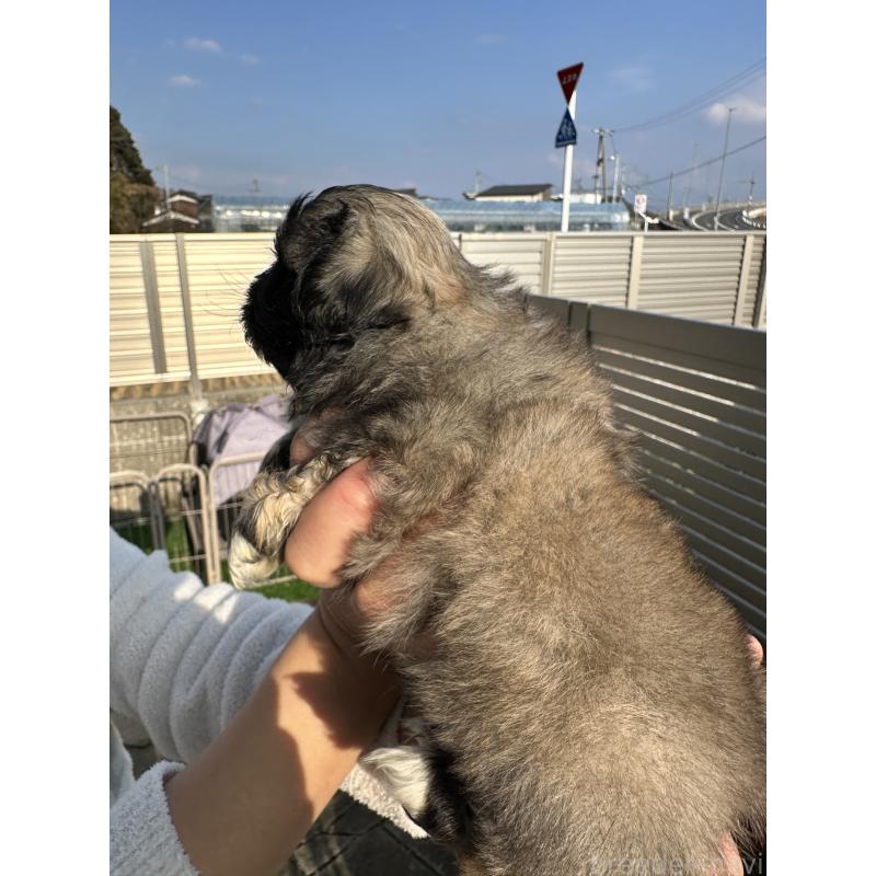 成約済の岡山県のペキニーズ-433334の18枚目