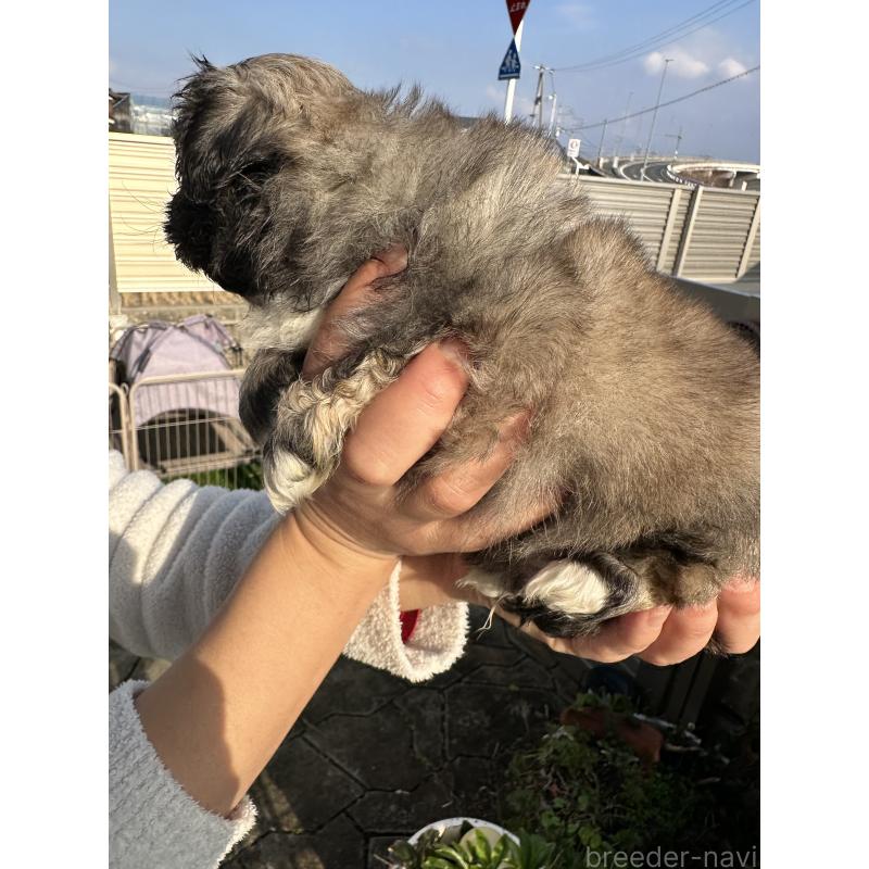 成約済の岡山県のペキニーズ-433334の17枚目