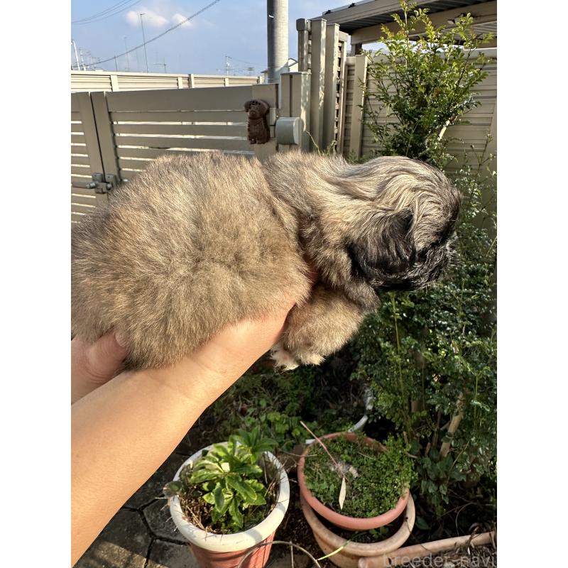 成約済の岡山県のペキニーズ-433334の16枚目