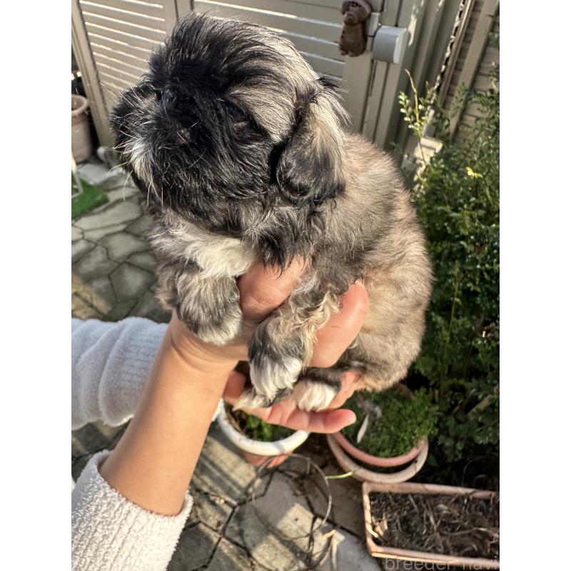 成約済の岡山県のペキニーズ-433334の14枚目