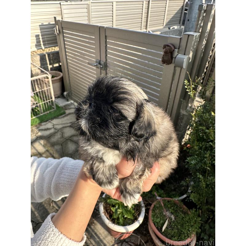 成約済の岡山県のペキニーズ-433334の13枚目