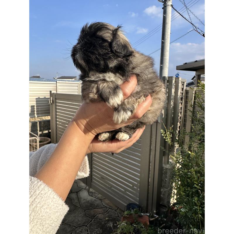 成約済の岡山県のペキニーズ-433334の12枚目