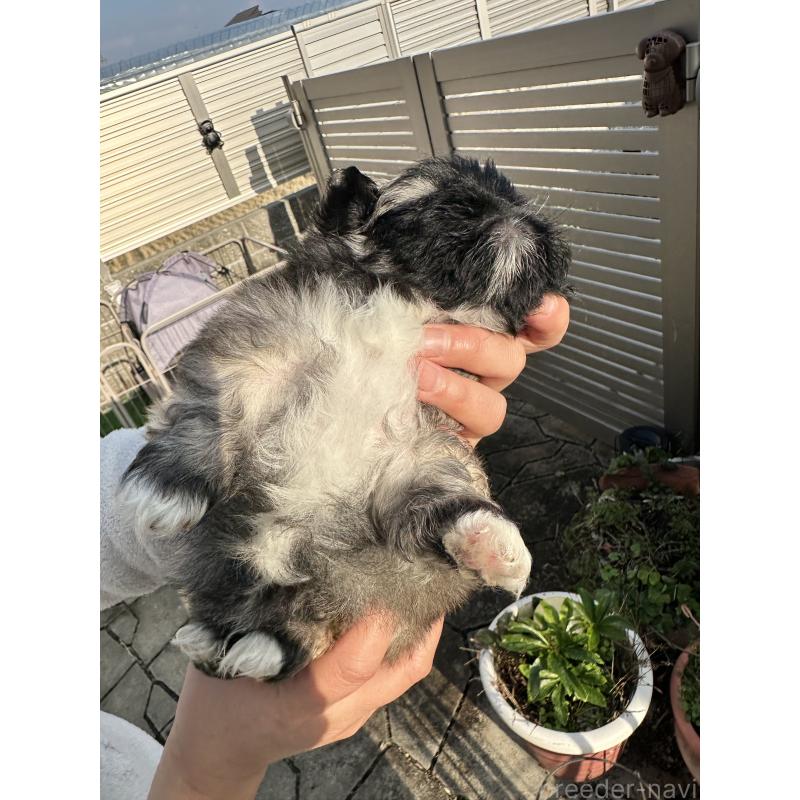 成約済の岡山県のペキニーズ-433334の11枚目