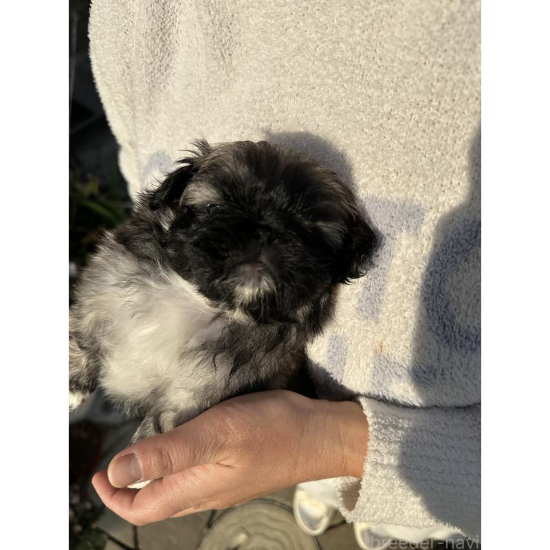 成約済の岡山県のペキニーズ-433334の10枚目