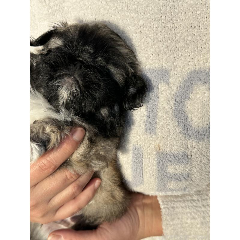 成約済の岡山県のペキニーズ-433334の9枚目