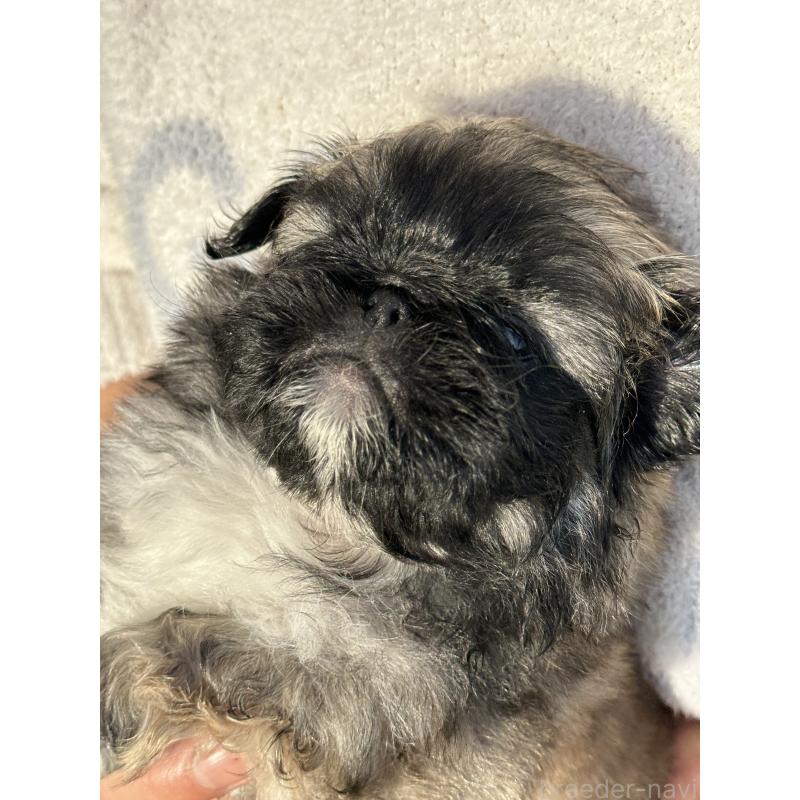 成約済の岡山県のペキニーズ-433334の7枚目