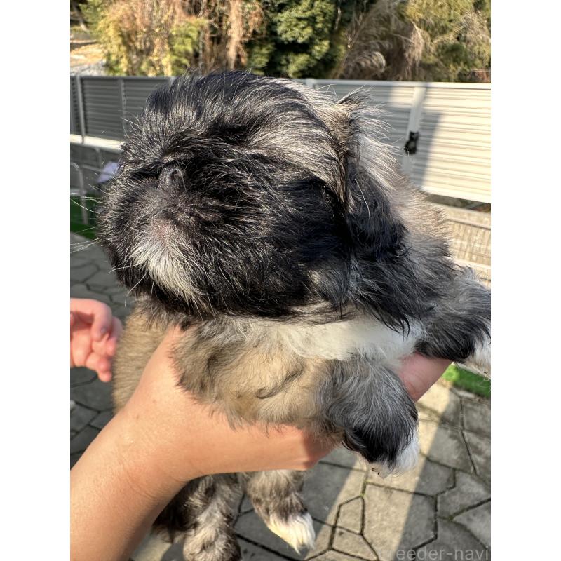 成約済の岡山県のペキニーズ-433334の6枚目