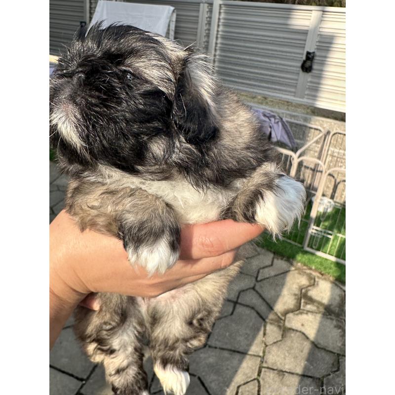 成約済の岡山県のペキニーズ-433334の5枚目