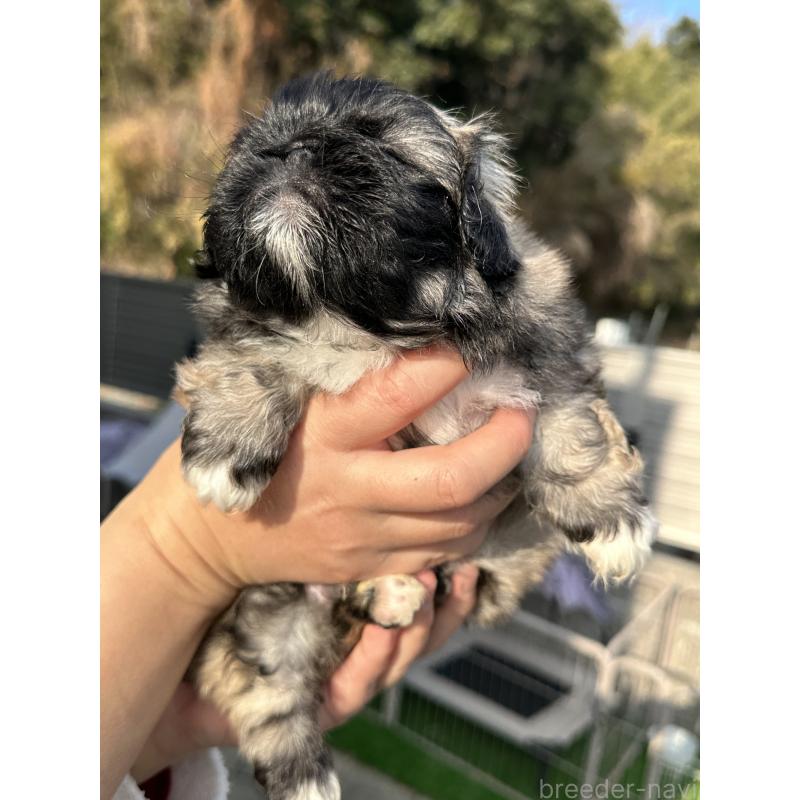 成約済の岡山県のペキニーズ-433334の4枚目