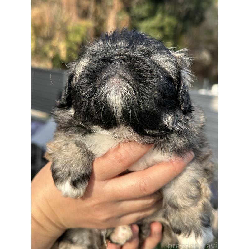 成約済の岡山県のペキニーズ-433334の3枚目