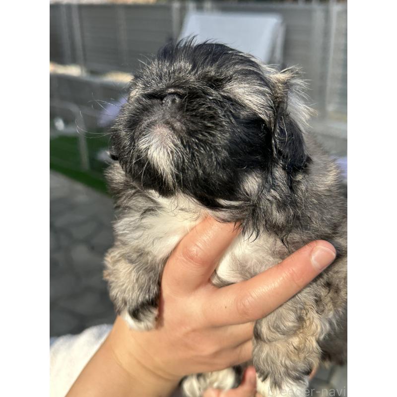 成約済の岡山県のペキニーズ-433334の2枚目