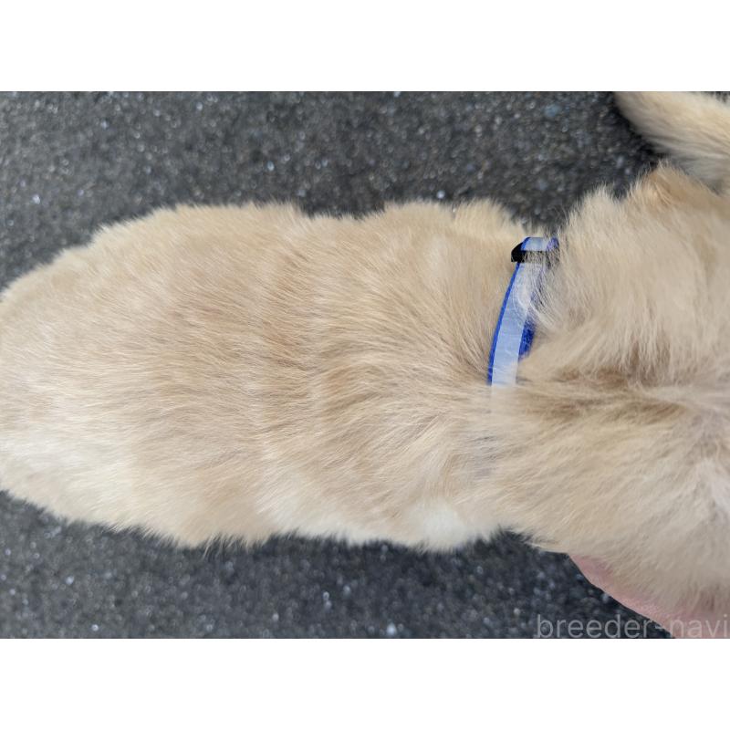 成約済の福岡県のゴールデンレトリーバー-434714の2枚目